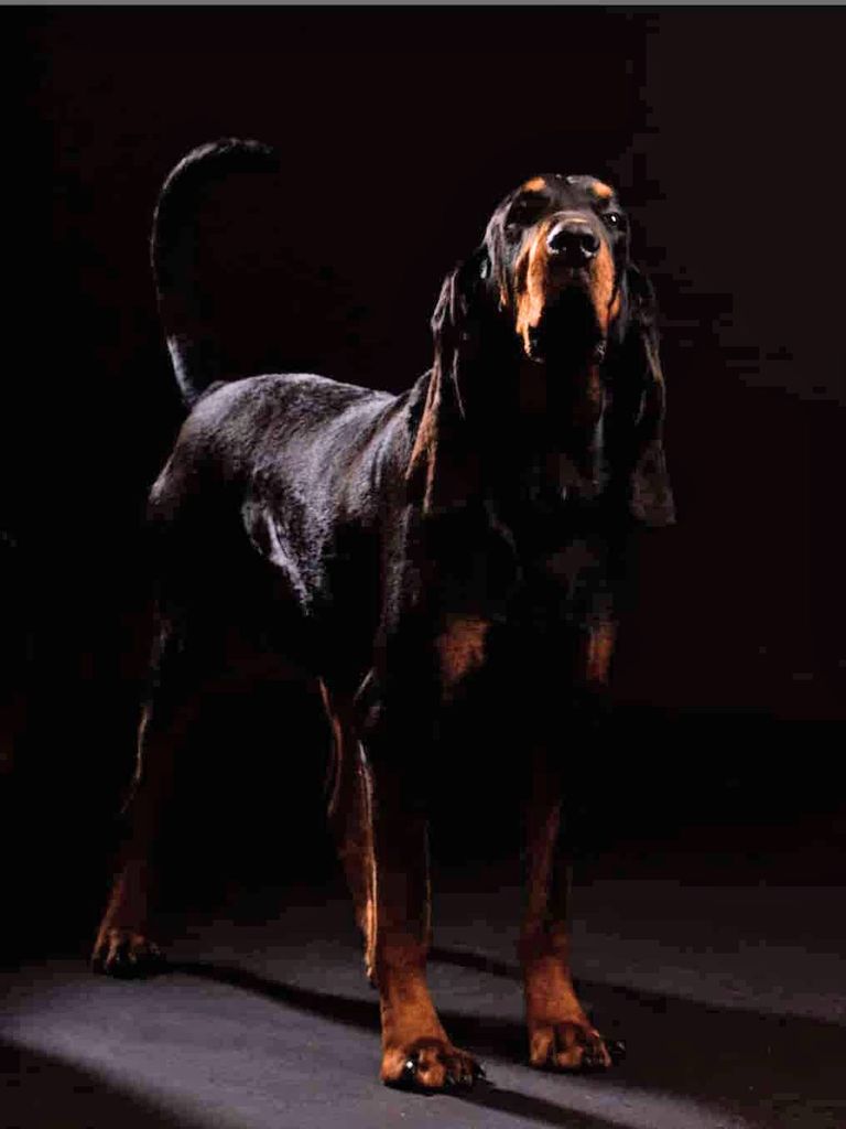 Irish coonhound shop